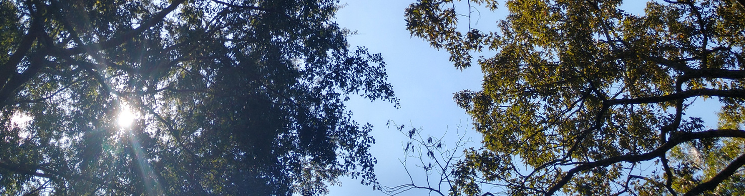Canopy of trees